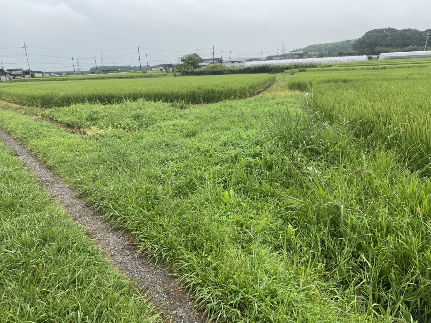 京田辺市　草刈り